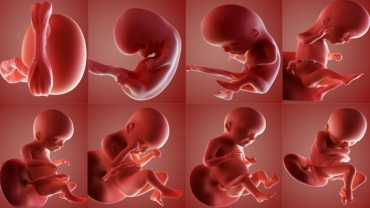 Fetal Development Month by Month: How Your Unborn Baby Develops?
