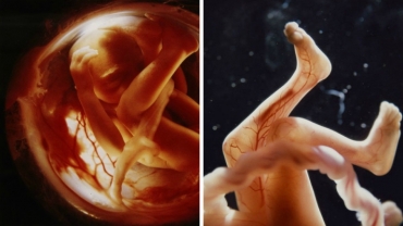 How a Baby Grows in the Mother's Womb?