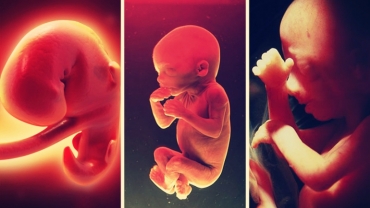 Stages of Baby Growth During Pregnancy
