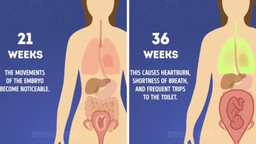 What Happens to a Woman's Body During Pregnancy?