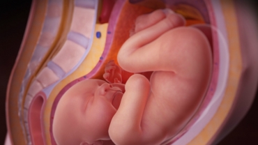 Life Before Birth: What Your Baby's Up to in the Womb?