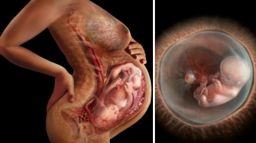 Stages of Baby Development From Conception to Birth