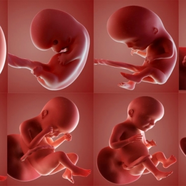 Fetal Development Month by Month: How Your Unborn Baby Develops?
