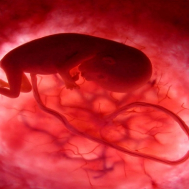 How a Baby Develops Inside Mother's Womb