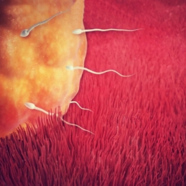 Pregnancy Weeks 1-3 - Conception