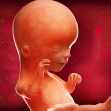 What is Happening at 15 Weeks Pregnant?