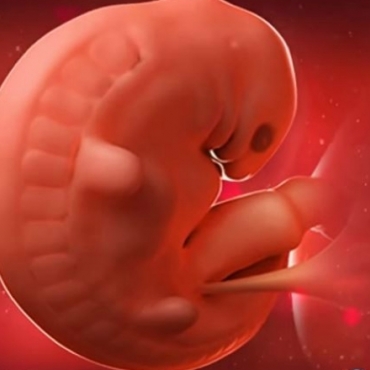 What is Happening at 6 Weeks Pregnant?