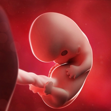 What is Happening at 8 Weeks Pregnant?